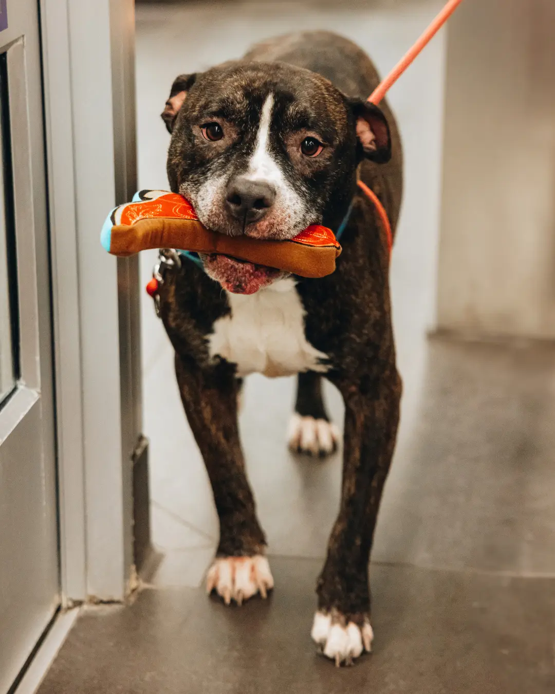 Lexington Dog Toy - Image 4