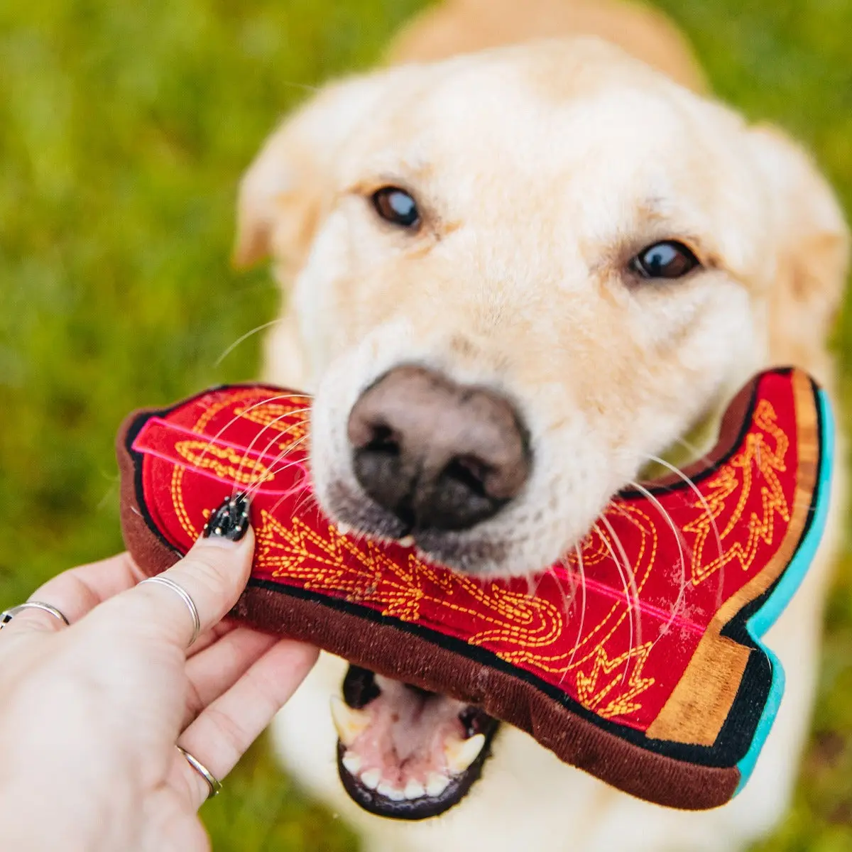 Lexington Dog Toy - Image 7